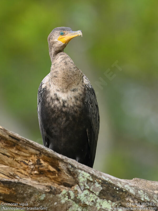 Neotropic Cormorantimmature