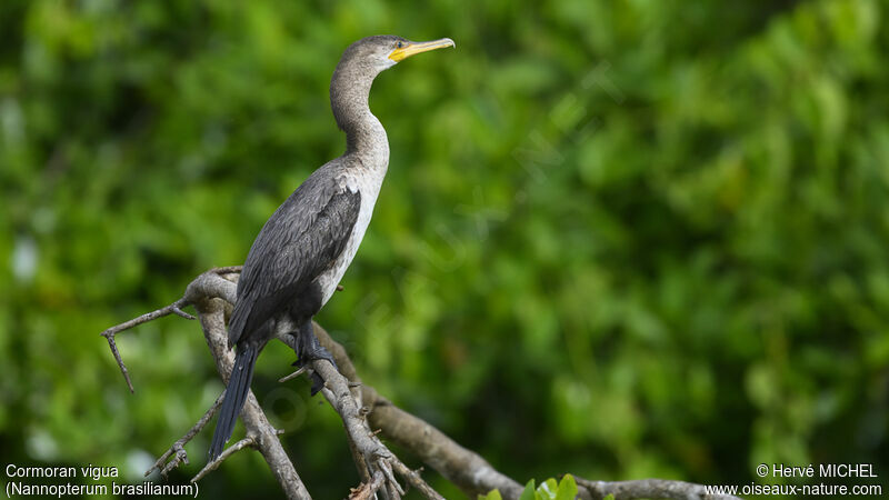 Neotropic Cormorantimmature