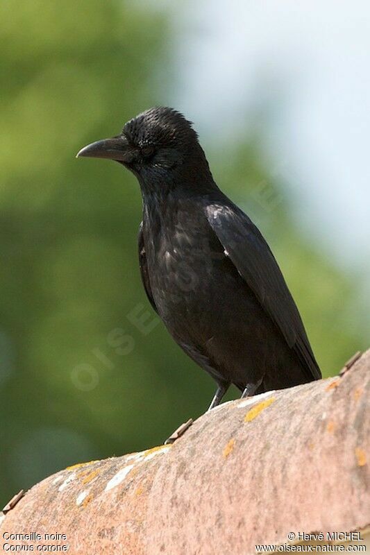 Carrion Crowadult breeding, identification