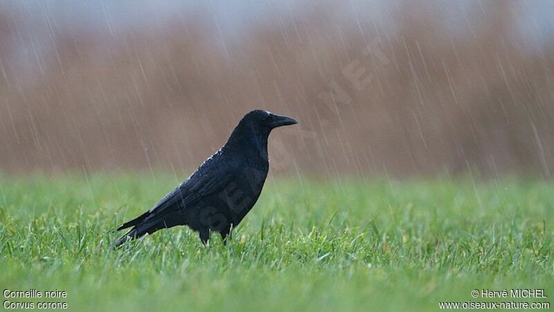 Carrion Crow