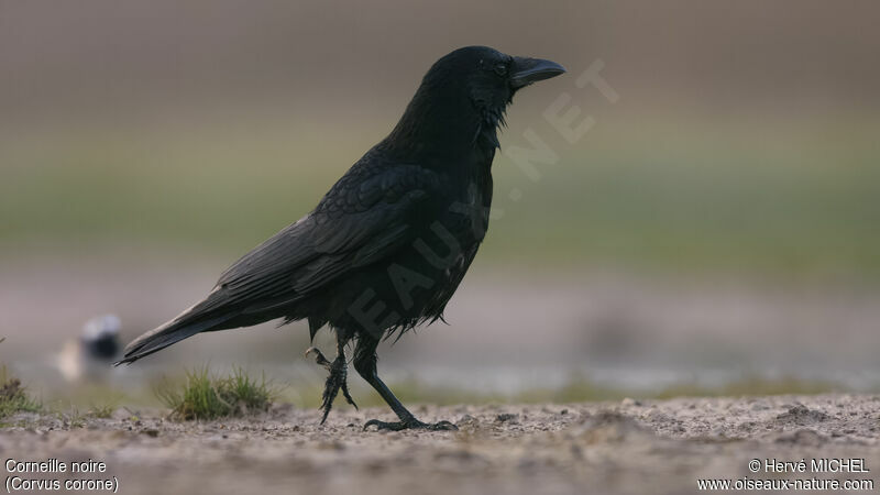 Carrion Crow