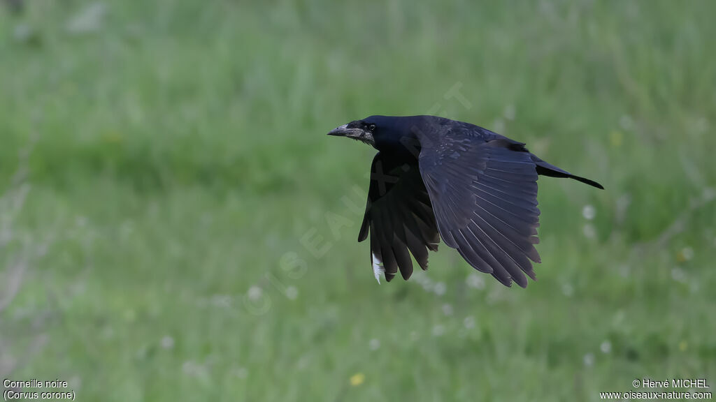 Corneille noire