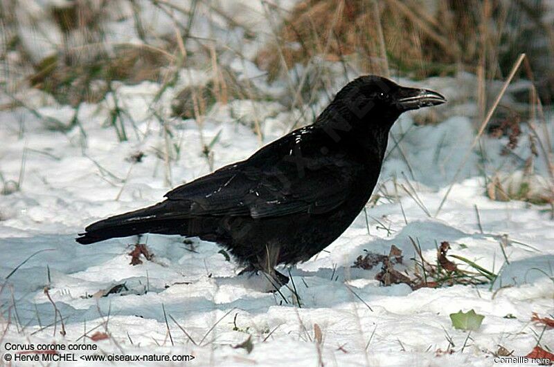 Carrion Crow