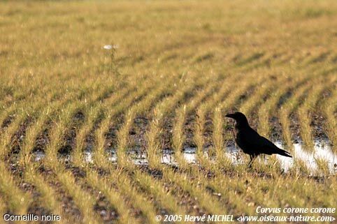 Carrion Crow