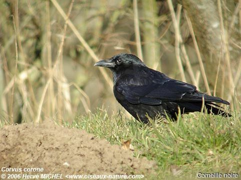 Carrion Crowadult