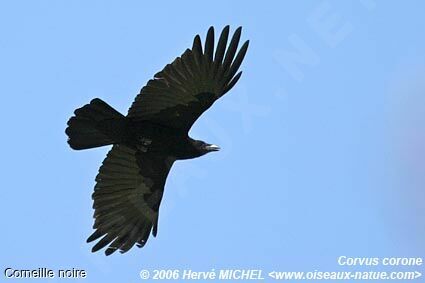 Carrion Crow