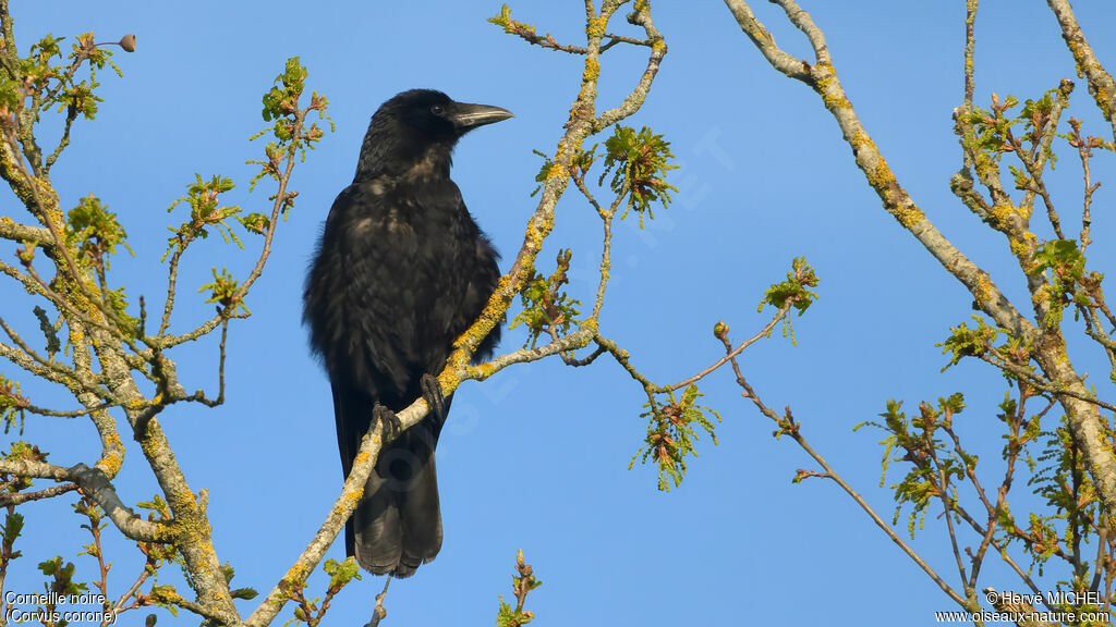 Corneille noireadulte