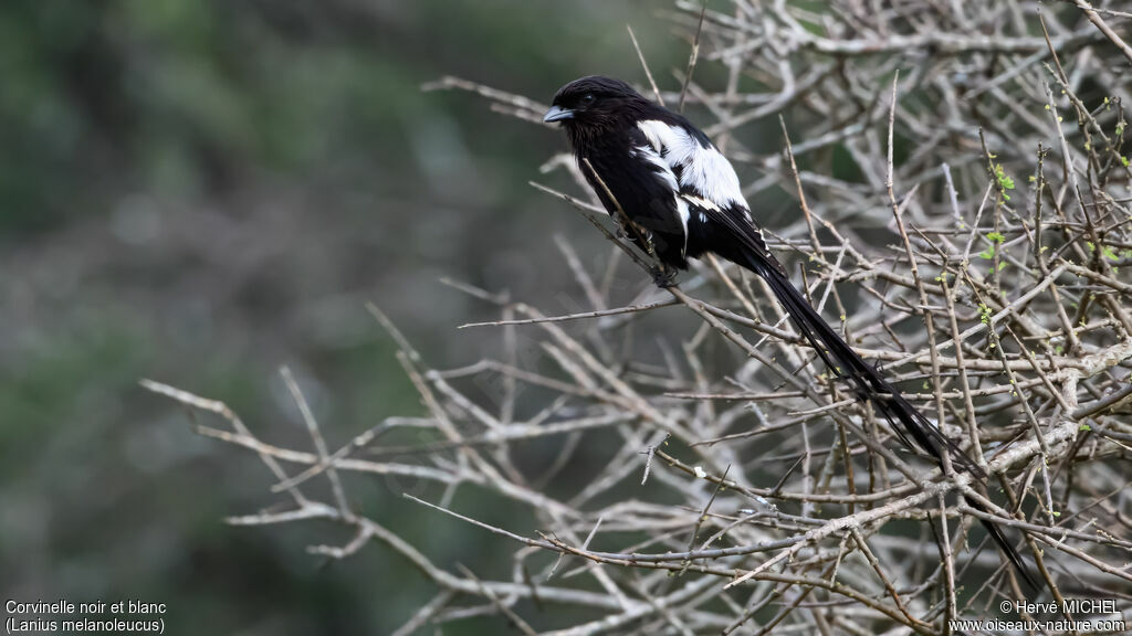 Corvinelle noir et blancadulte