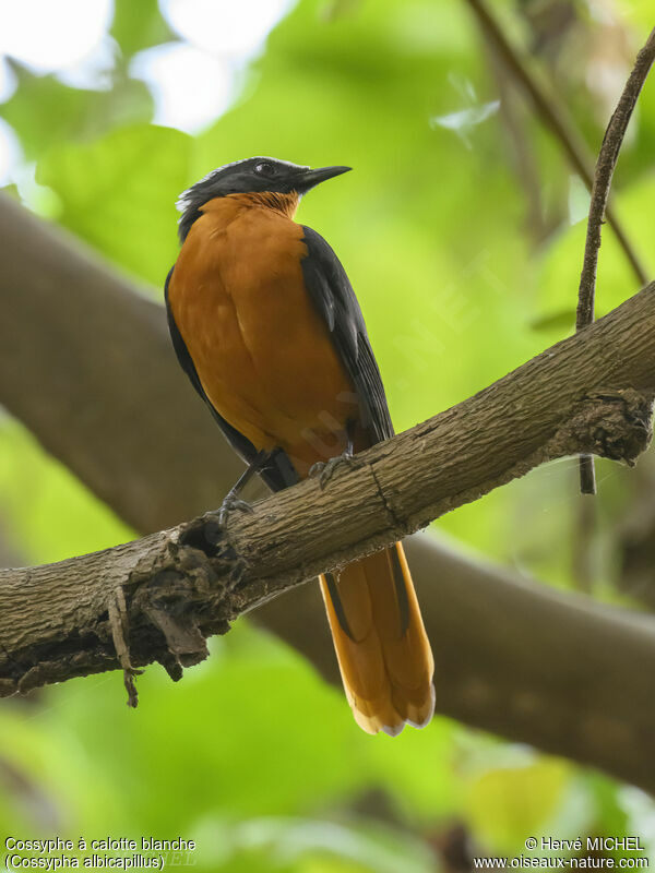 White-crowned Robin-Chat