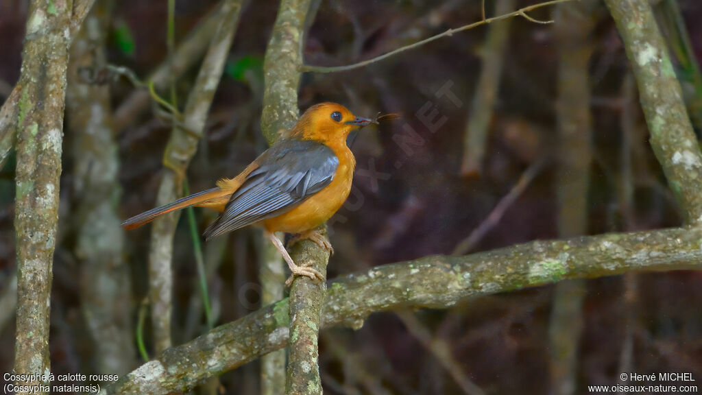 Cossyphe à calotte rousse mâle adulte