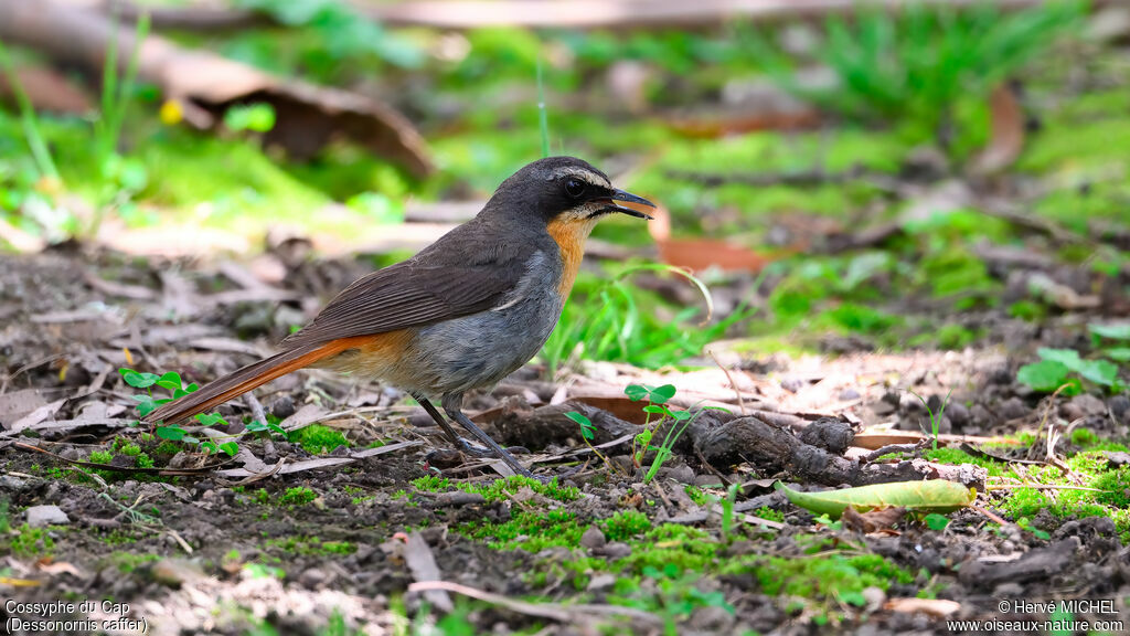 Cossyphe du Cap mâle adulte nuptial