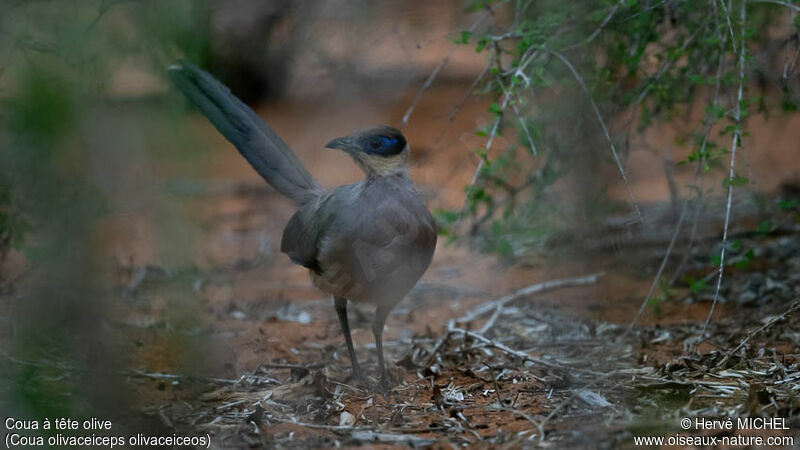 Olive-capped Coua