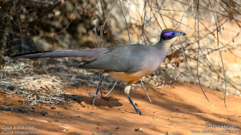 Coua à tête olive