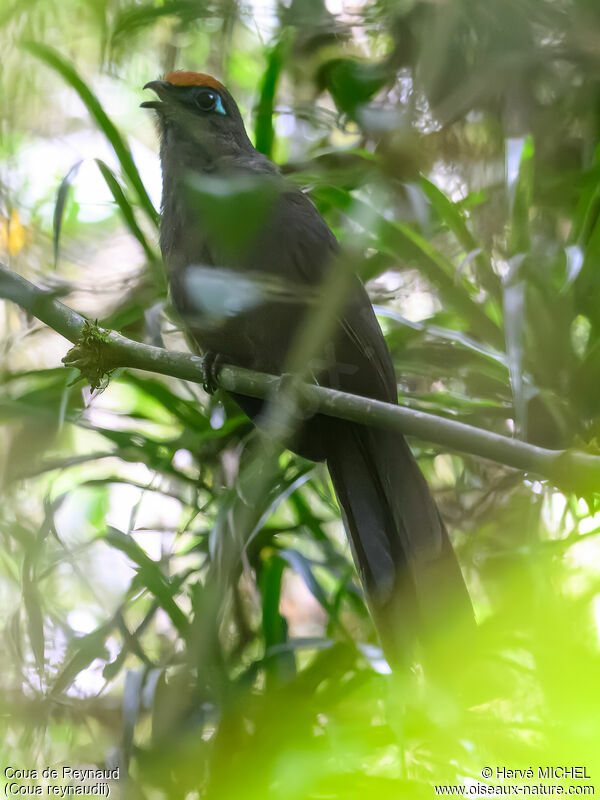 Coua de Reynaud