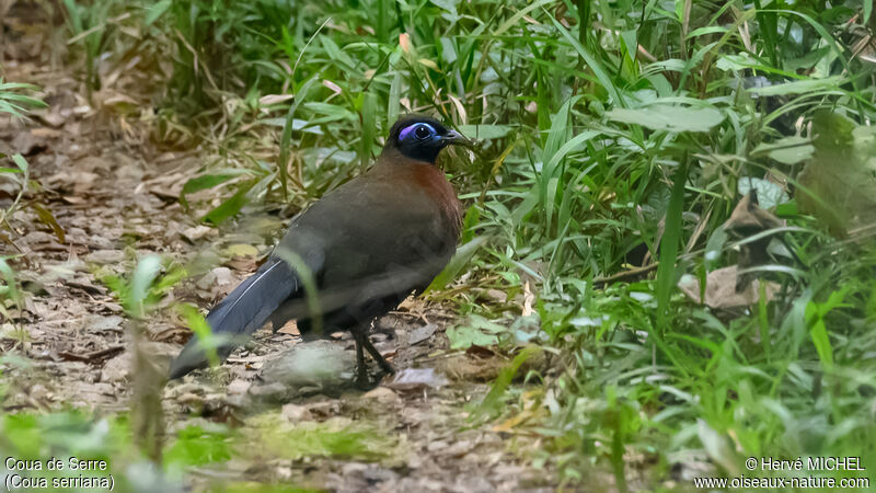 Red-breasted Couaadult