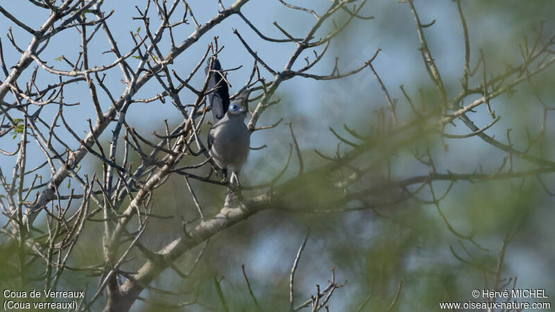 Verreaux's Coua