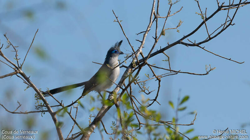 Verreaux's Couaadult