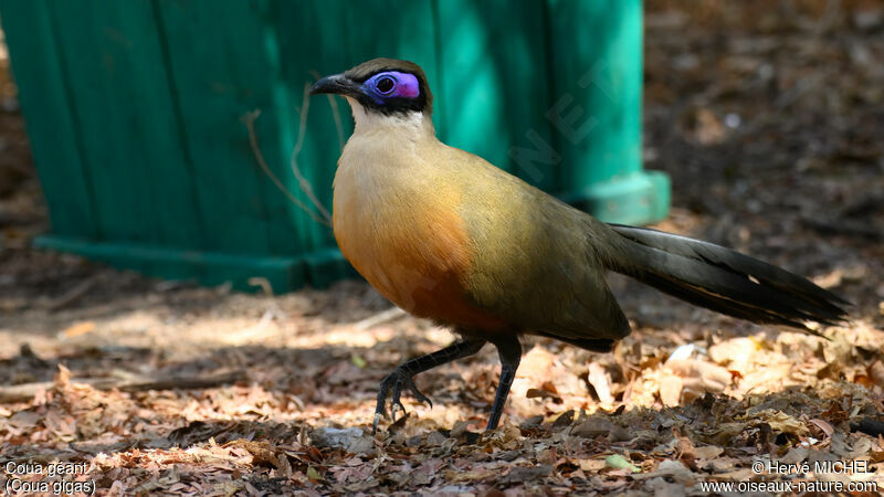 Giant Coua