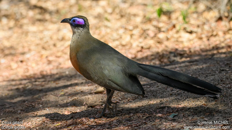 Coua géant