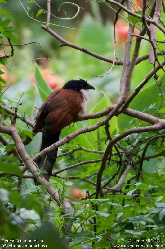 Coucal à nuque bleue