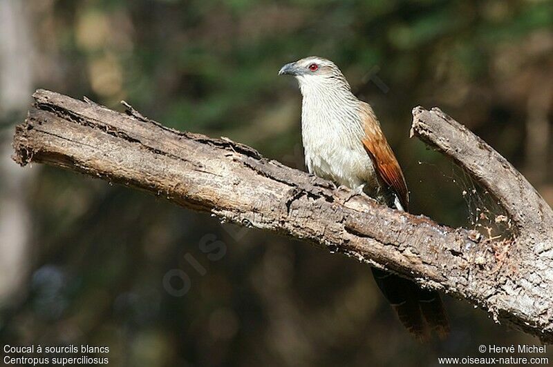 White-browed Coucaladult