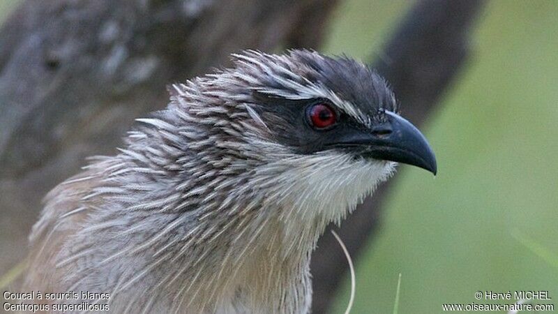 Coucal à sourcils blancsadulte