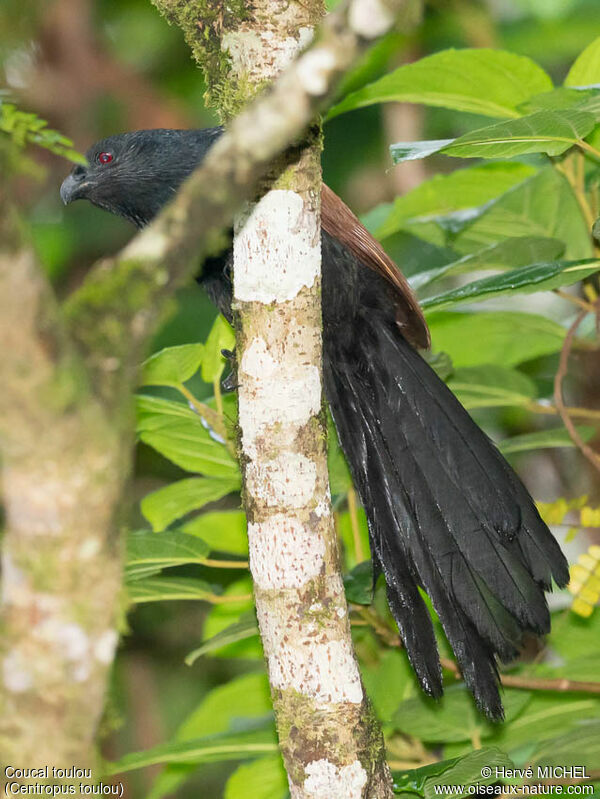 Coucal toulou