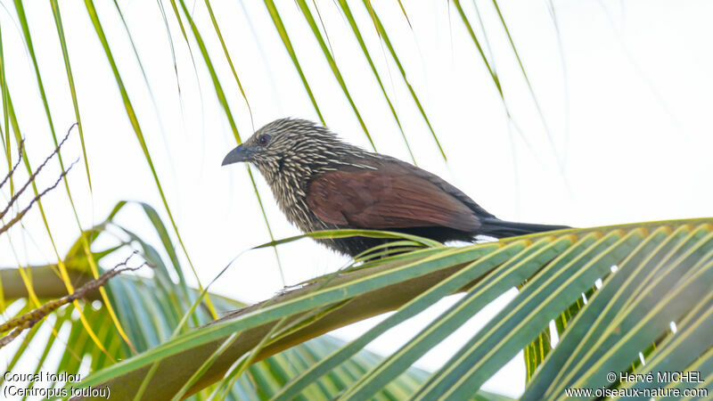 Coucal toulou