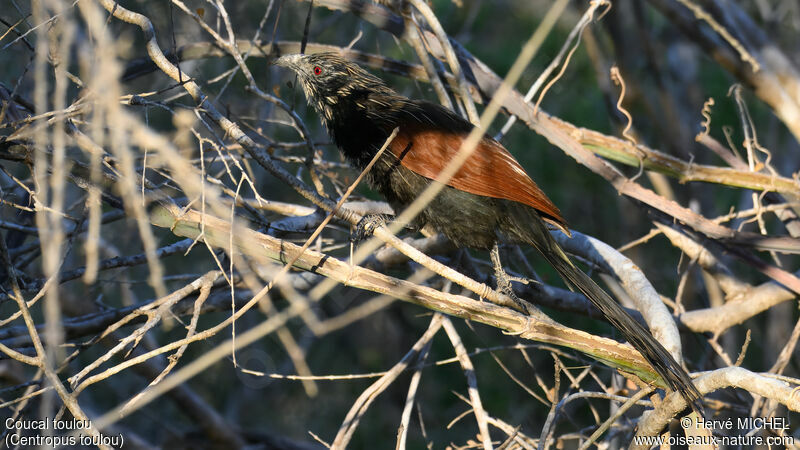 Coucal toulou