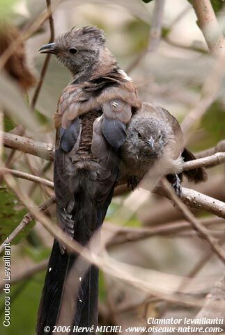 Levaillant's Cuckoo