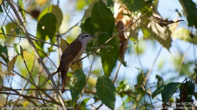 Banded Bay Cuckoo