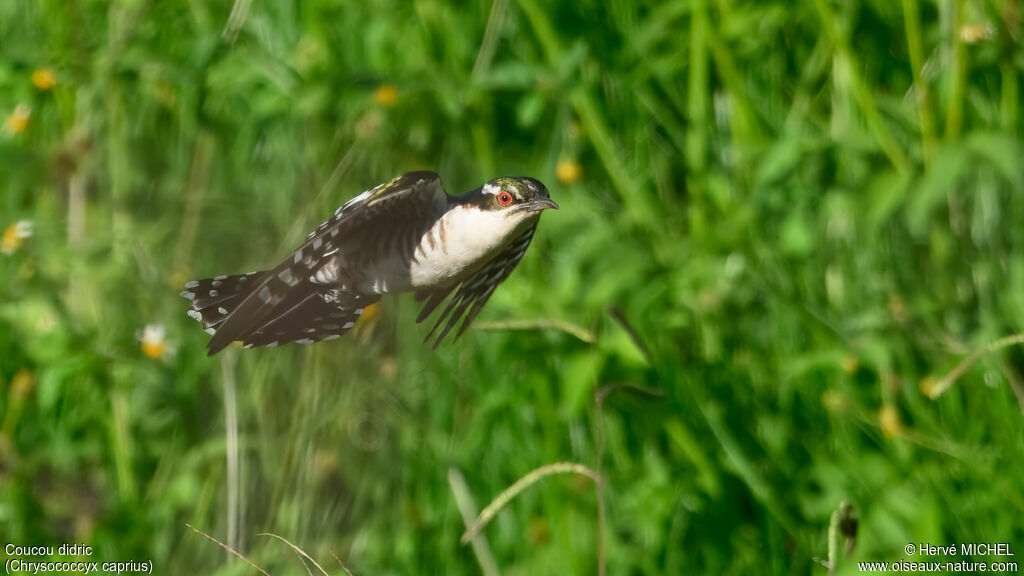 Coucou didric mâle adulte nuptial