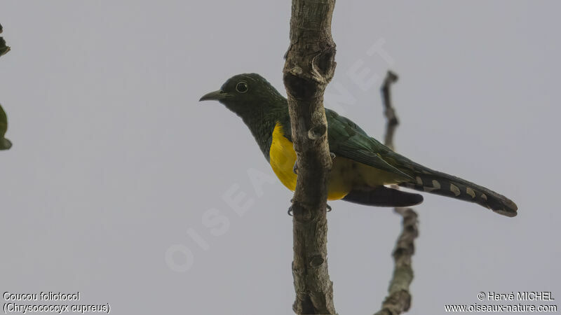 African Emerald Cuckoo male adult breeding