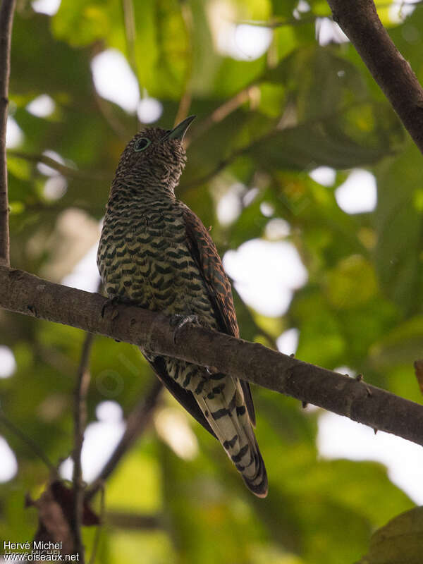 African Emerald Cuckoo female adult