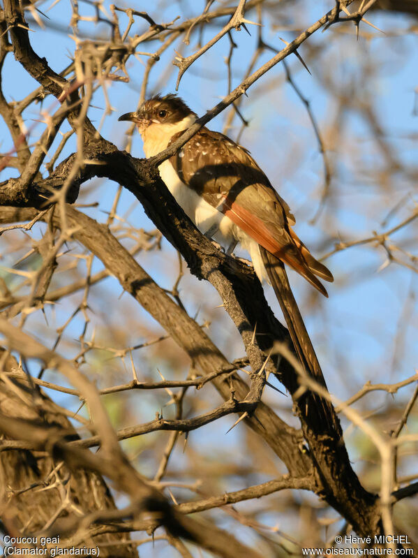 Great Spotted Cuckooimmature