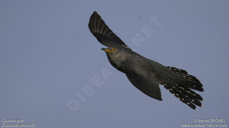 Common Cuckoo