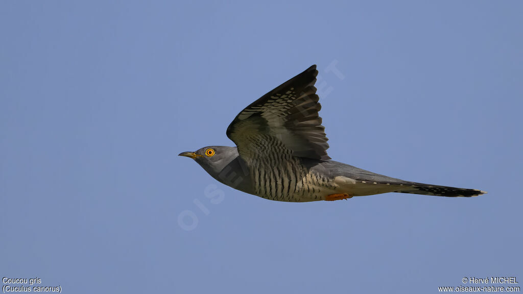 Coucou gris mâle adulte