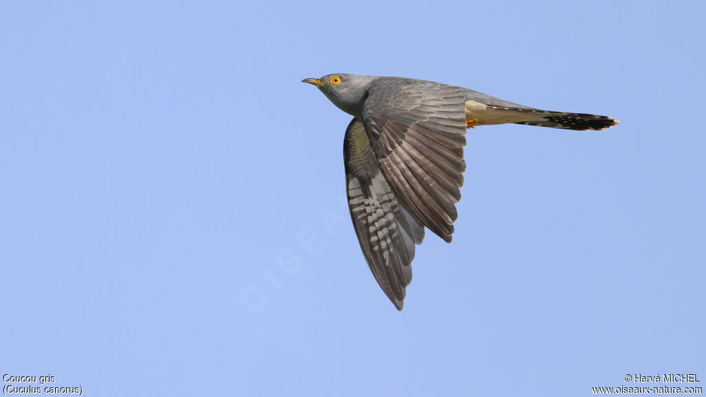 Coucou gris mâle adulte