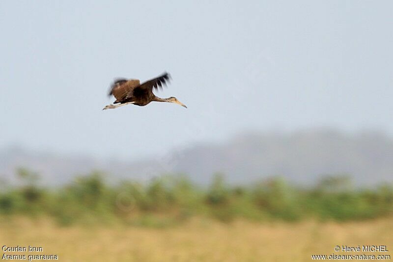 Limpkin, Flight