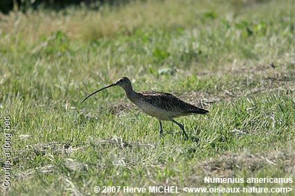 Long-billed Curlewadult breeding