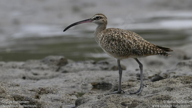 Hudsonian Whimbrel