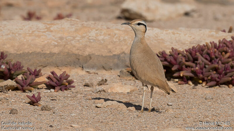 Cream-colored Courseradult breeding