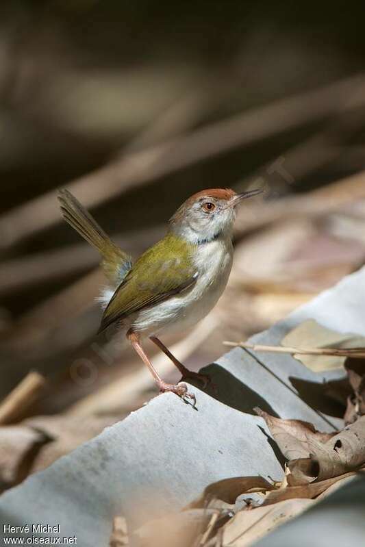 Common Tailorbirdadult, identification