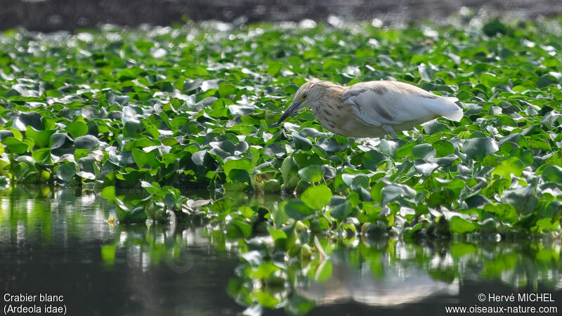 Malagasy Pond Heron