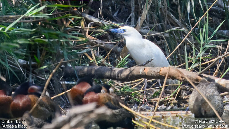 Malagasy Pond Heronadult breeding