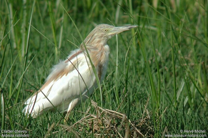 Squacco Heron