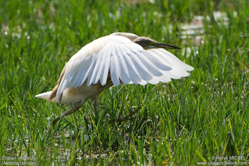 Squacco Heron