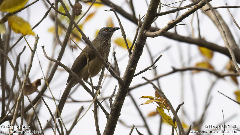 Brown Babbler