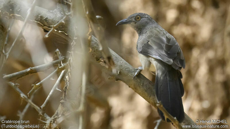 Brown Babbler