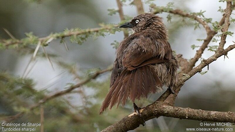 Black-lored Babbleradult